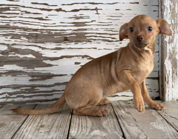 Rescue Chihuahua Dogs for Adoption in Helotes, Texas - Iggi | PetCurious