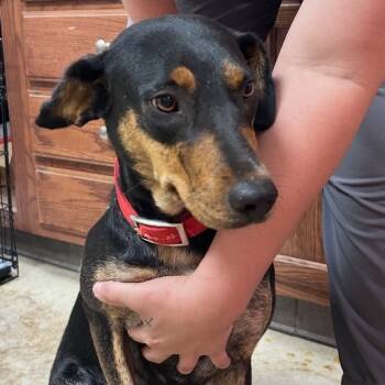Rescue Hound Dogs for Adoption in Tupelo, Mississippi - Molly - 101605T | PetCurious