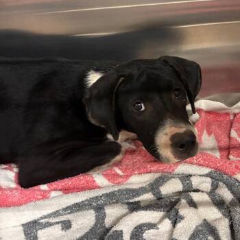 Salty -  Mixed Breed Dog for Adoption in Abilene, Texas - Salty | PetCurious
