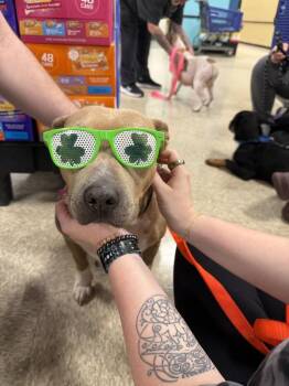 Pit Bull Terrier and American Staffordshire Terrier Dogs Available for Adoption - Myra  ( 2025) | PetCurious