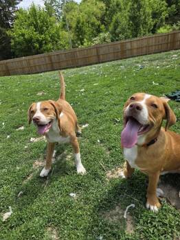 Beagle and American Bulldog Dogs Available for Adoption in Aurora, Indiana - Marion Bullgles : Fletch | PetCurious
