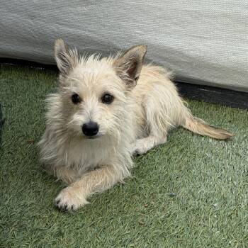 Buzz -  Terrier Dog for Adoption in San Diego, California - Buzz | PetCurious