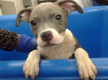 Mixed Breed Dogs Available for Adoption - MO MO | PetCurious