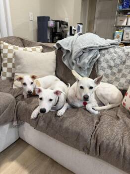 Jack -  Dachshund and Labrador Retriever Dog for Adoption in St. Petersburg, Florida - Jack | PetCurious