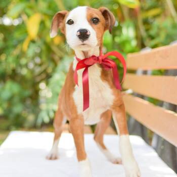 Mixed Breed Dogs Available for Adoption in Kailua-kona, Hawaii - Pepperoni | PetCurious