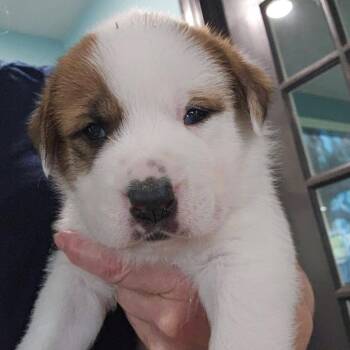 Emerald -  Mixed Breed Dog for Adoption in Mentor, Ohio - Emerald | PetCurious