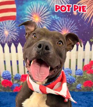 Pot Pie -  Mixed Breed Dog for Adoption in Flint, Michigan - Pot Pie | PetCurious