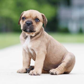 Mt. Olive Relish -  Bulldog Dog for Adoption in Grafton, Ohio - Mt. Olive Relish | PetCurious