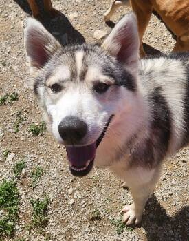 Alaskan Malamute Dogs Available for Adoption in Berea, Kentucky - Vail  | PetCurious