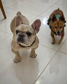 Caldo -  French Bulldog Dog for Adoption in Monticello, New York - Caldo | PetCurious