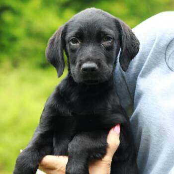 Labrador Retriever and Mixed Breed Dogs Available for Adoption in Eastford, Connecticut - CT Butter Avail May 30 (Ellington, CT) | PetCurious