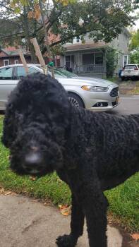 Rescue Labradoodle Dogs for Adoption in Rochester, New York - Comet: Foster-to-adopt Available | PetCurious
