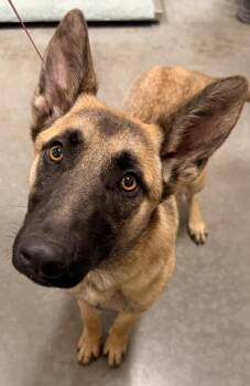 Autumn -  Belgian Shepherd Malinois Dog for Adoption in Redmond, Oregon - Autumn | PetCurious