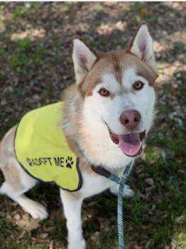 Siberian Husky Dogs Available for Adoption in Walnut Creek, California - Rufus | PetCurious