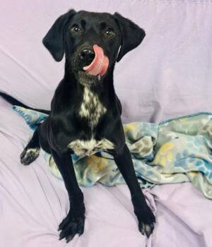 Mixed Breed Dogs Available for Adoption in West Chester, Pennsylvania - Merry | PetCurious