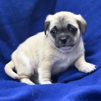 Pug and Chihuahua Dogs Available for Adoption - SAGE | PetCurious