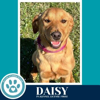 Golden Retriever Dogs Available for Adoption - Daisy (The Golden Trio) 032126 | PetCurious