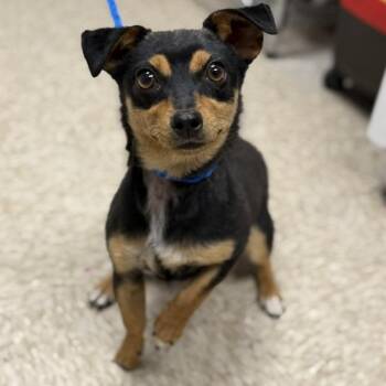 Chihuahua and Dachshund Dogs Available for Adoption in Bullhead City, Arizona - DOG 05/12/2026 | PetCurious