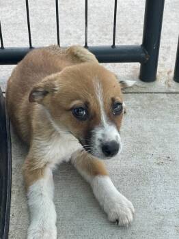 Australian Cattle Dog Blue Heeler Dogs Available for Adoption in Bolivar, Missouri - Tenacity | PetCurious