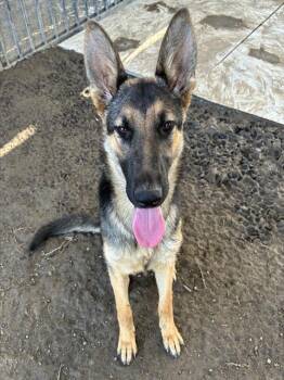 German Shepherd Dog Dogs Available for Adoption in Riverside, California - LILLY SUE | PetCurious