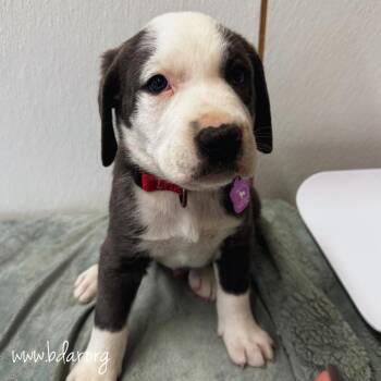 Comet -  Labrador Retriever and Mixed Breed Dog for Adoption in Cheyenne, Wyoming - Comet | PetCurious
