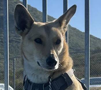 Rescue Corgi Dogs for Adoption in Carlsbad, California - Chicky | PetCurious