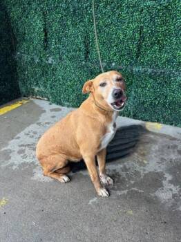 Pit Bull Terrier and Mixed Breed Dogs Available for Adoption - 60098862 | PetCurious