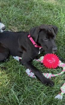 Pumpkin -  Black Labrador Retriever Dog for Adoption in Pleasant Valley, New York - Pumpkin | PetCurious