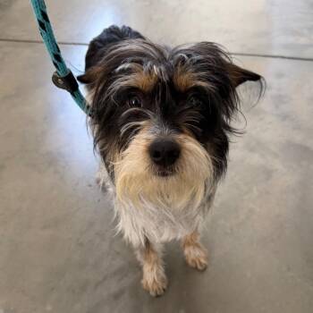 Terrier Dogs Available for Adoption in Reno, Nevada - Zeke | PetCurious