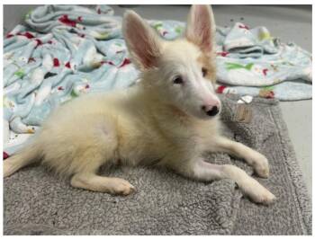 Fisher -  Shetland Sheepdog Sheltie Dog for Adoption in Granbury, Texas - Fisher | PetCurious