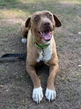 Mixed Breed Dogs Available for Adoption in Columbia, South Carolina - BUD | PetCurious