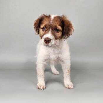 Australian Shepherd Dogs Available for Adoption in Fort Wayne, Indiana - Sheila | PetCurious