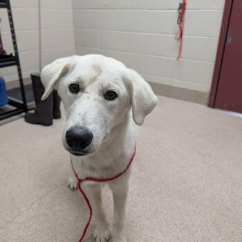 Mixed Breed Dogs Available for Adoption in Ardmore, Oklahoma - Zane | PetCurious