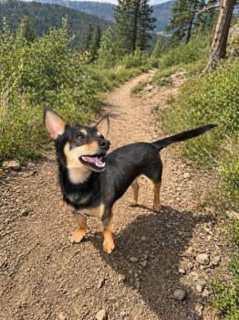 Miniature Pinscher and Chihuahua Dogs Available for Adoption in Houston, Texas - Shortleaf | PetCurious