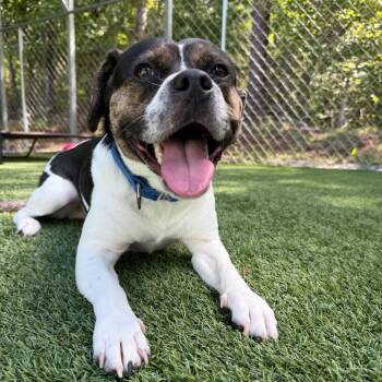 Sasquatch -  Mixed Breed Dog for Adoption in Troy, Virginia - Sasquatch | PetCurious