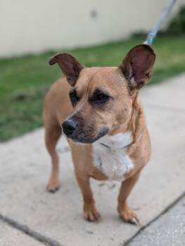 Minnie -  Corgi Dog for Adoption in Gulfport, Mississippi - Minnie | PetCurious