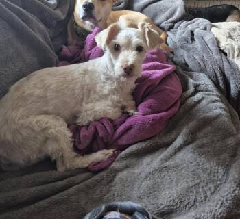 Chester -  Mixed Breed Dog for Adoption in Olympia, Washington - Chester | PetCurious