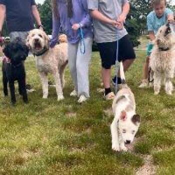 Dino -  Hound Dog for Adoption in Monticello, New York - Dino | PetCurious