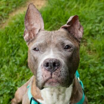 Angel -  Pit Bull Terrier and Mixed Breed Dog for Adoption in Middletown, Rhode Island - Angel | PetCurious