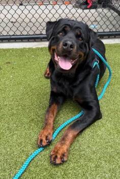 Orbit -  Rottweiler Dog Available for Adoption in Deering, New Hampshire - Orbit | PetCurious