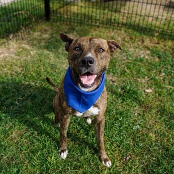 MARCOS -  American Staffordshire Terrier Dog for Adoption in San Antonio, Texas - MARCOS | PetCurious