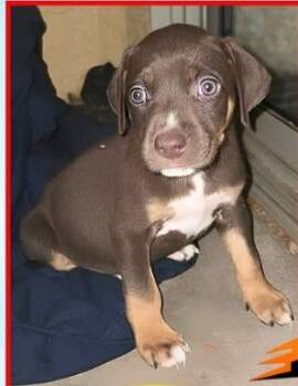 Labrador Retriever Dogs Available for Adoption in Mesa, Arizona - Jack Jack | PetCurious