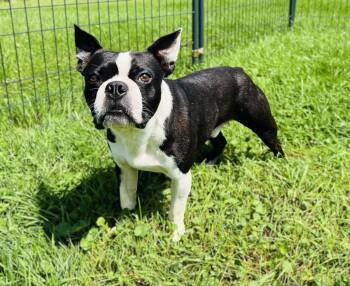 DUTCH -  Boston Terrier Dog for Adoption in Belmont, New York - DUTCH | PetCurious