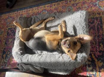 Queenie -  Chihuahua and Mixed Breed Dog for Adoption in Denver, Colorado - Queenie | PetCurious