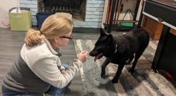 Rescue Shepherd and Mixed Breed Dogs for Adoption in Atlanta, Georgia - Mystic | PetCurious