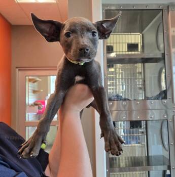 Yoda Yrly 322 -  Terrier Dog for Adoption in Sidney, Ohio - Yoda Yrly 322 | PetCurious