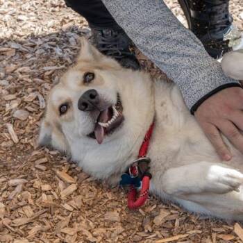 Alia -  Mixed Breed Dog for Adoption in Chamblee, Georgia - Alia | PetCurious