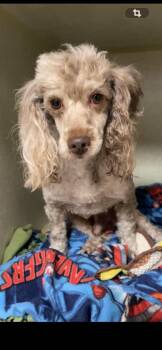 Ron Terrell -  Miniature Poodle Dog for Adoption in Broken Arrow, Oklahoma - Ron Terrell | PetCurious