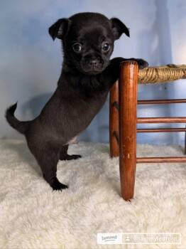 Shadow -  Chihuahua Dog for Sale in Asheville, North Carolina - Shadow | PetCurious
