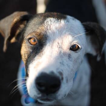 Callie -  Hound and Mixed Breed Dog for Adoption in Greenville, South Carolina - Callie | PetCurious